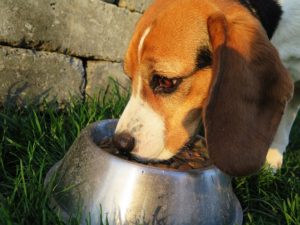 Dog eating dog food in a bowl